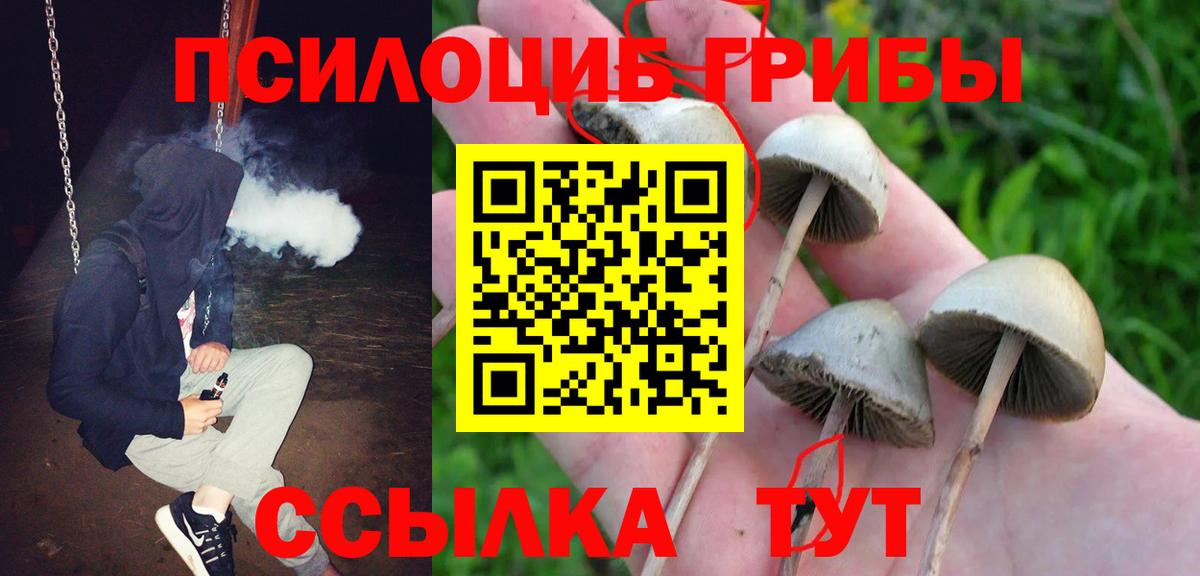 Галлюциногенные грибы Cubensis  Вход с VPN  Кузнецк 
